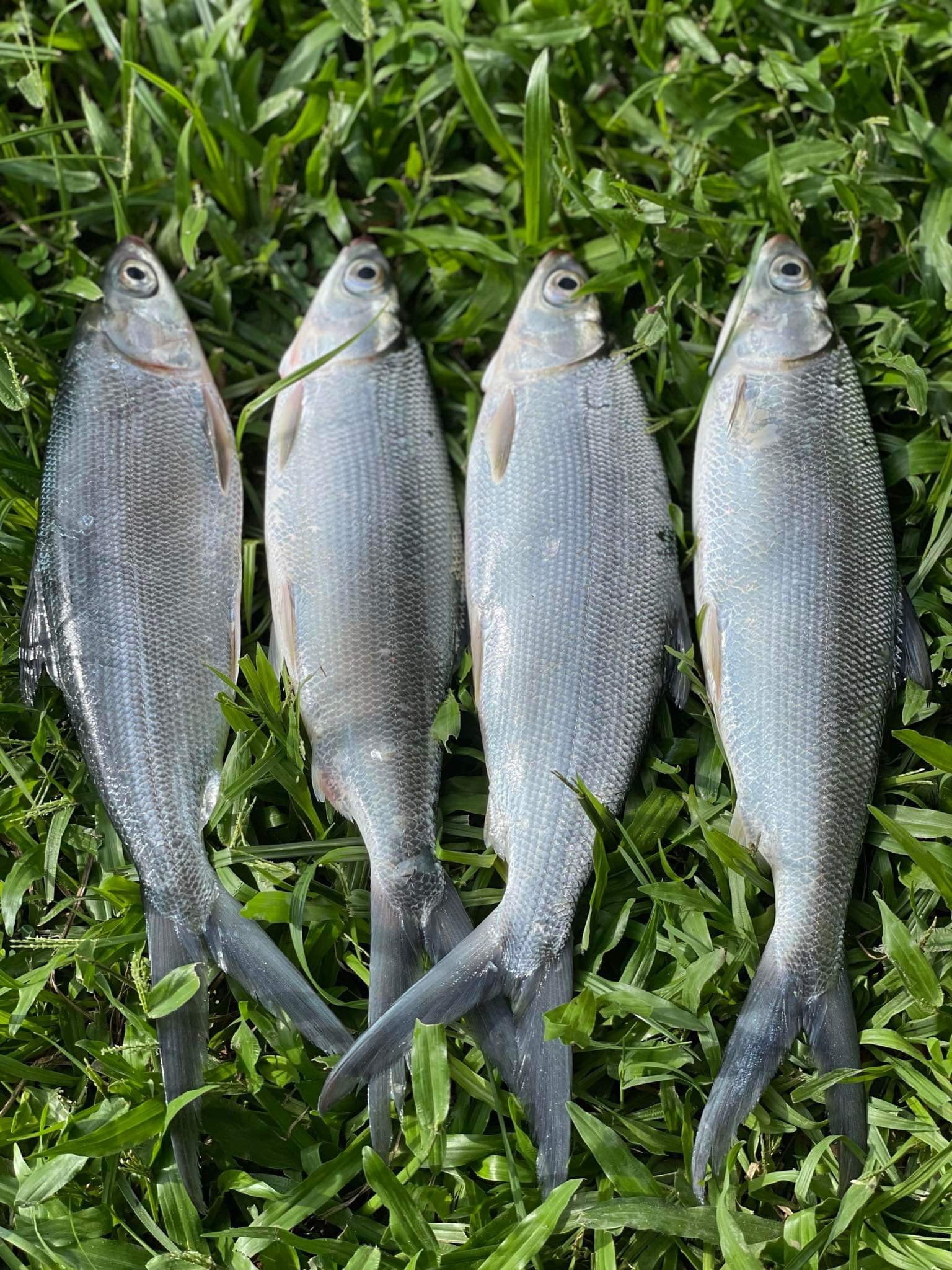 Bulk Bangus